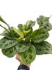 Maranta Variegated 'Beauty Kim'