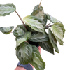 Maranta 'Silver Band'