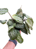 Maranta 'Silver Band'