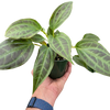 Monolena 'Primuliflora' | Rare Tropical Epiphyte with Pink Flowers | House Plant Shop