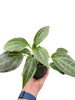 Monolena 'Primuliflora' | Rare Tropical Epiphyte with Pink Flowers | House Plant Shop