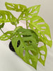 Monstera Adansonii Swiss Cheese Neon | Chartreuse Vining Plant | House Plant Shop