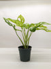 Monstera Adansonii Swiss Cheese Neon | Chartreuse Vining Plant | House Plant Shop