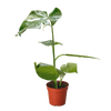 Monstera 'Thai Constellation'