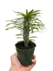 Pachypodium 'lamerei' (Madagascar Palm)