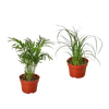 2 Palm Variety Pack / 4 Pots / Live Plant / House Plant