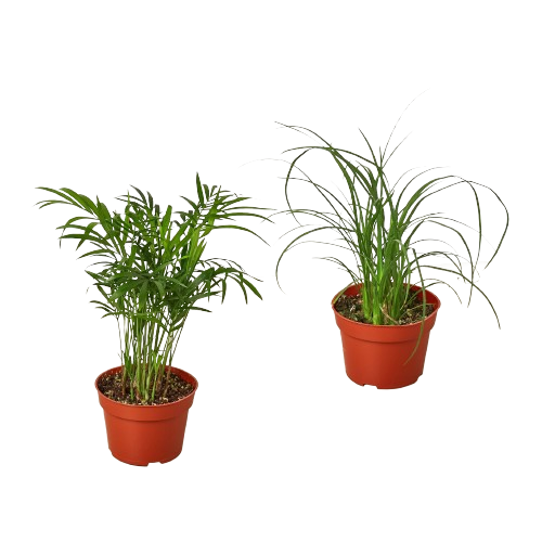 2 Palm Variety Pack / 4 Pots / Live Plant / House Plant