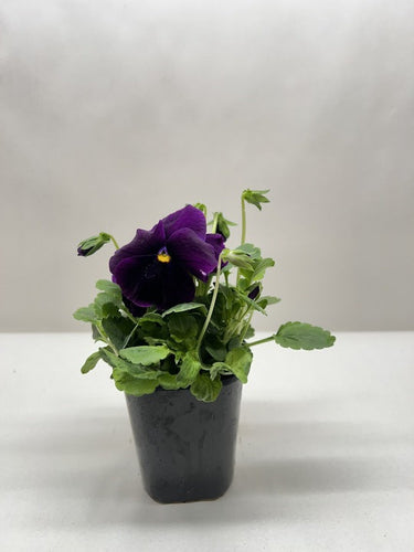 Pansies | Colorful Flowering Plants | Spring & Fall Blooms | House Plant Shop