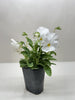 Pansies | Colorful Flowering Plants | Spring & Fall Blooms | House Plant Shop