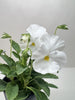 Pansies | Colorful Flowering Plants | Spring & Fall Blooms | House Plant Shop