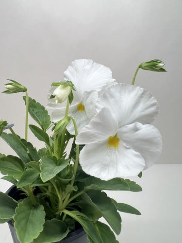 Pansies | Colorful Flowering Plants | Spring & Fall Blooms | House Plant Shop
