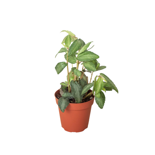 Pellionia Daveanna - 4 Pot