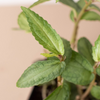 Pellionia Daveanna - 4 Pot