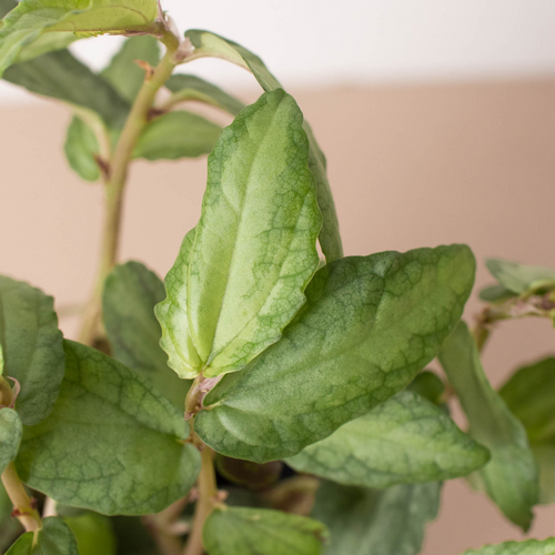 Pellionia Daveanna - 4 Pot