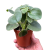 Peperomia 'Felted'