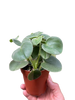 Peperomia 'Felted'
