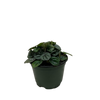 Peperomia Greyhound