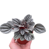Peperomia 'Mendoza'