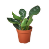 Peperomia Red Edge
