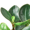 Peperomia Red Edge