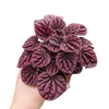 Peperomia 'Ripple Red'