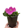 Petunia