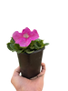 Petunia