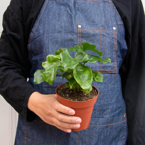 Philodendron 'Atom'