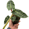 Philodendron 'Billietiae'