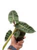 Philodendron 'Billietiae'
