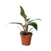 Philodendron 'Birkin Pink'