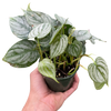 Philodendron 'Brandi'