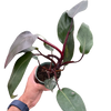 Philodendron 'Burgundy Princess' (Reverted Pink Princess) - B-Grade