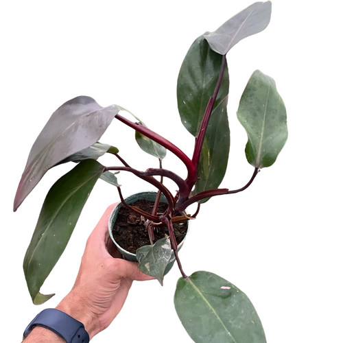 Philodendron 'Burgundy Princess' (Reverted Pink Princess) - B-Grade