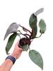 Philodendron 'Burgundy Princess' (Reverted Pink Princess) - B-Grade