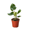 Philodendron Burle Marx Albo
