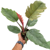 Philodendron Choco Empress