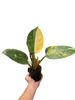Philodendron 'Congo Green Variegated'