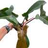 Philodendron 'Florida Bronze'