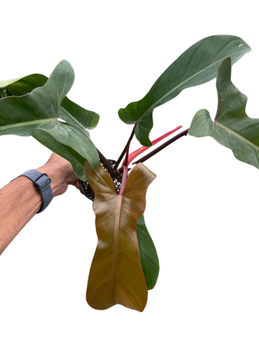 Philodendron 'Florida Bronze'