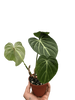Philodendron Gloriosum