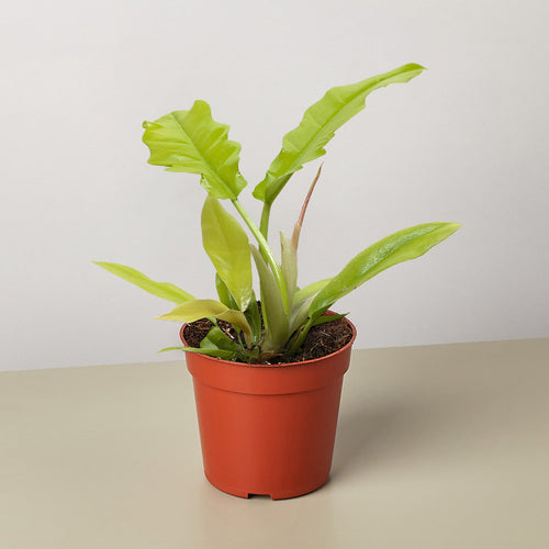 Philodendron 'Golden Crocodile'