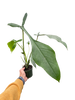 Philodendron 'Joepii'