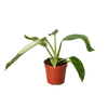 Philodendron Jose Bueno