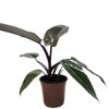 Philodendron Majesty