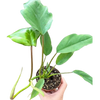 Philodendron Mayoi