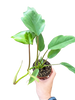 Philodendron Mayoi