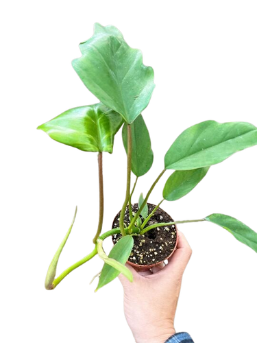 Philodendron Mayoi