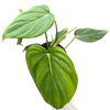 Philodendron 'Mcdowell'