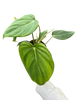 Philodendron 'Mcdowell'